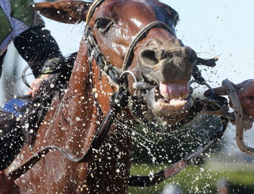 Notes, Quotes & Photos From Myrtlewood Stakes: A Fine Chardonnay