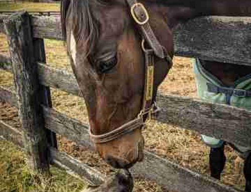 McLean’s Selections for Horseshoe Indianapolis on Tuesday, April 14