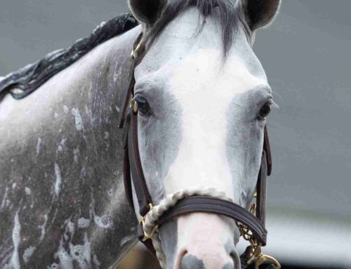 Oaklawn Park Barn Notes: Sandman Returns in Saturday’s G3 Razorback
