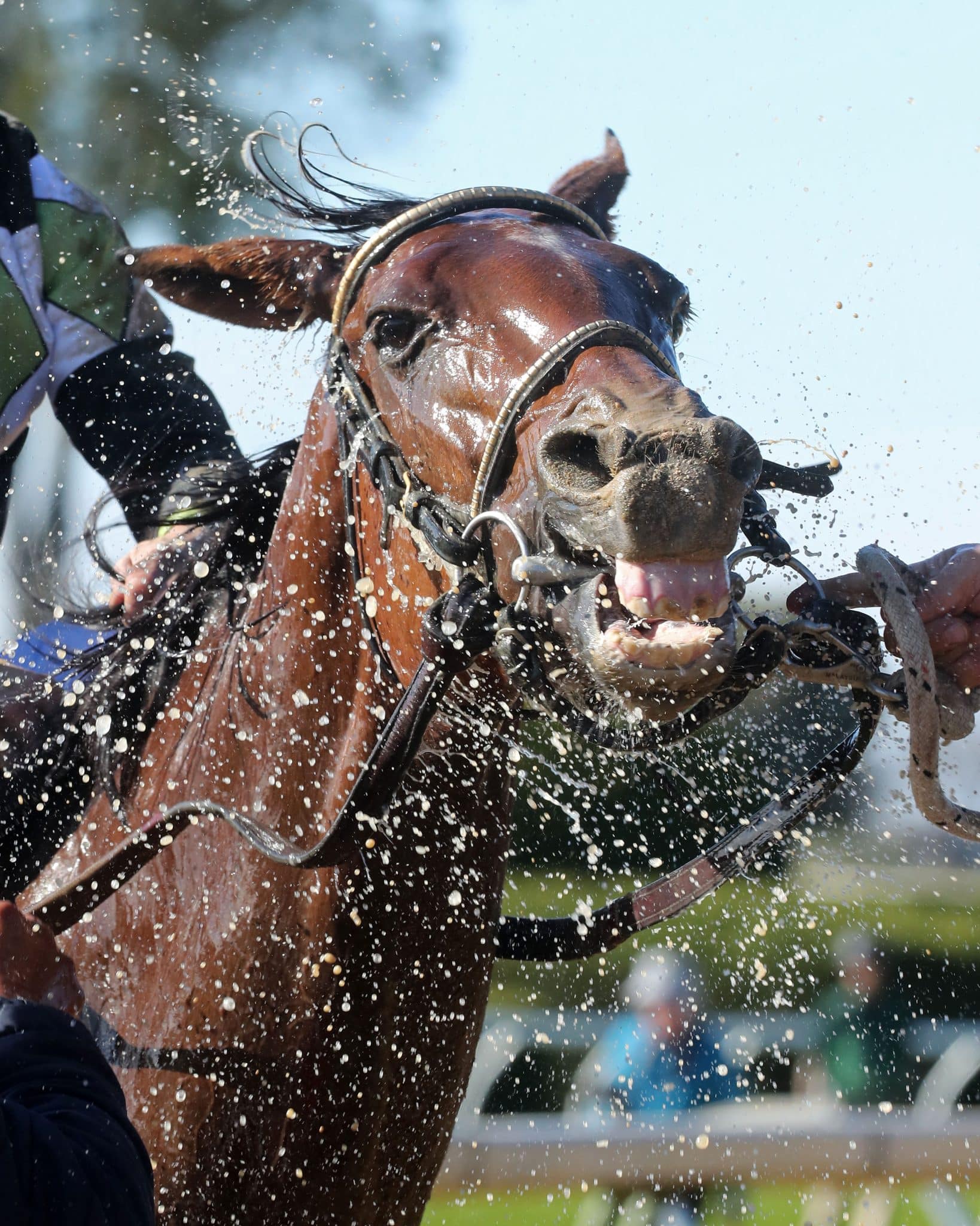 Notes, Quotes & Photos From Myrtlewood Stakes: A Fine Chardonnay