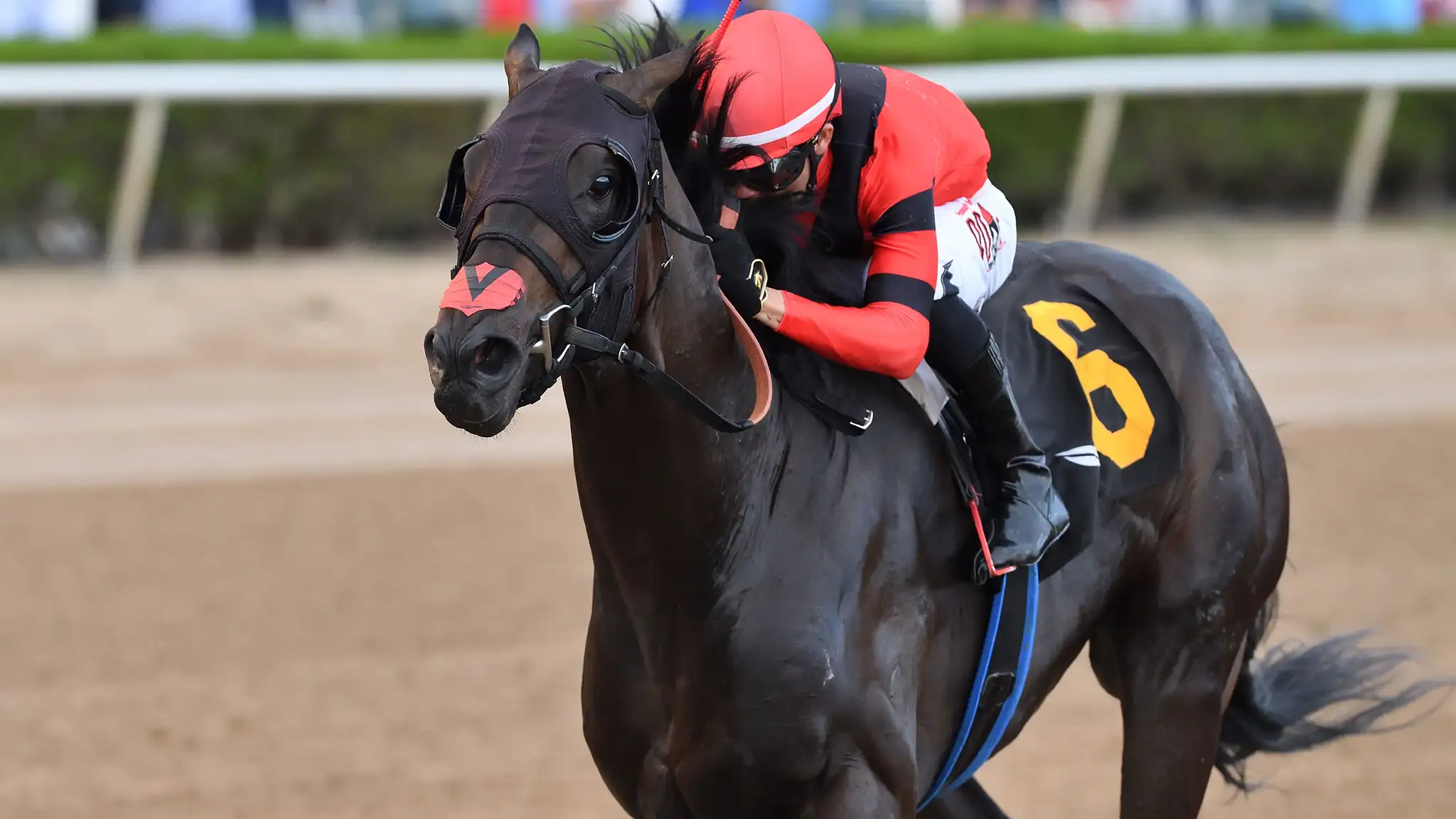 Gulfstream Park Barn Notes: Fulmine Romps In Hutcheson Stakes