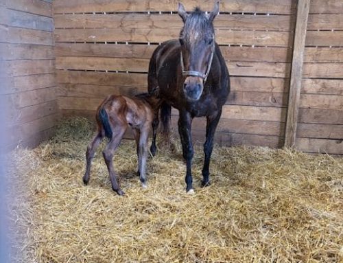 McLean’s Selections for Horseshoe Indy on Wednesday, April 15 — Tax Day (Ugh, the IRS)