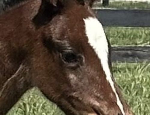 OPINION: “Why Do I Own a Racehorse?” There’s a Reason God Gave Us Hopes & Foals in the Spring Eternal