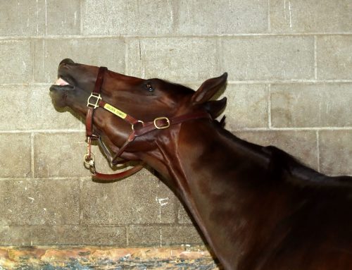 Keeneland Barn Notes & Photos: Golden Tempo Gets Serious Tune-Up for Kentucky Derby