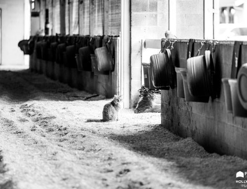 A Stroll Along Churchill Downs’ Backside: Through the Eyes & Lens of Holly M. Smith