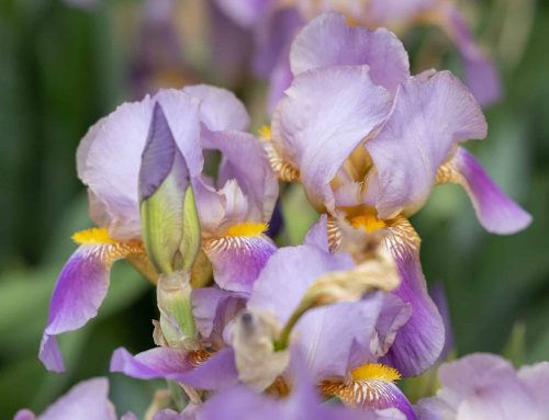 A Weekend of Kentucky Derby & Oaks Horse Watching: Through the Eyes & Lens of Holly M. Smith