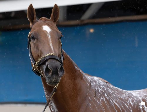Churchill Downs’ Barn Notes: KY Derby Favorite Further Ado Will Return in Sunday’s G3 Matt Winn Stakes