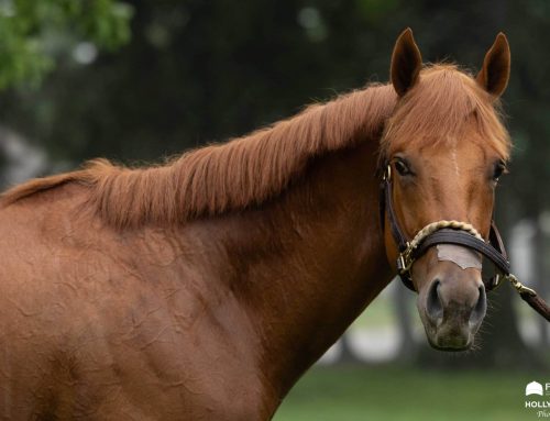 Kentucky Derby / Oaks Photo Album: Through the Remarkable Eyes & Lens of Holly M. Smith