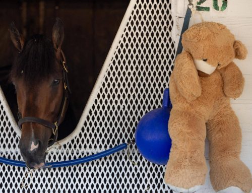 Churchill Downs’ Barn Notes: Magnitude Gets In a Little A.M. Work