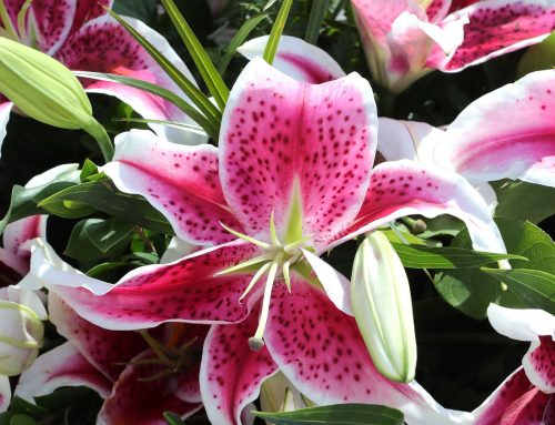 Zany Made 4-1 ML Choice in G1 KY Oaks: The Draw