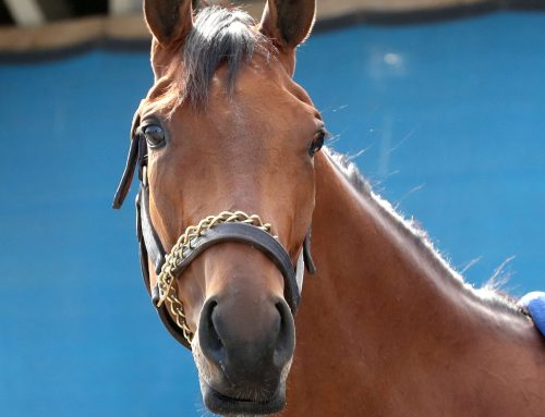 Today’s Kentucky Oaks Photo Album: A Closer Look at This Year’s Candidates Through the Eyes & Lens(es) of Coady Media