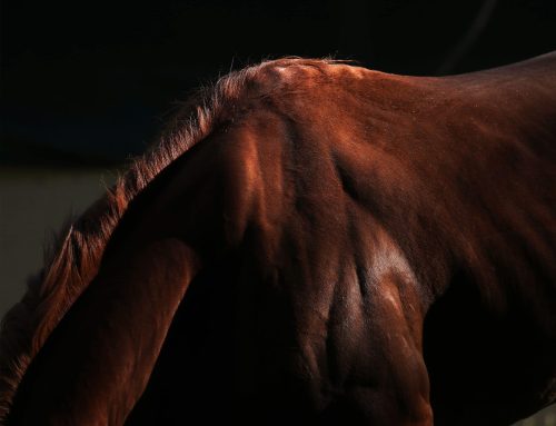 Kentucky Derby & Oaks Workouts Available to Public Starting This Thursday