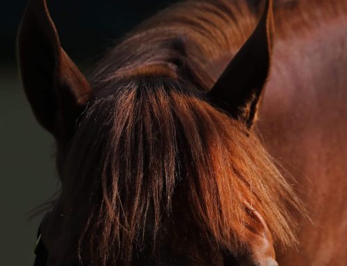 Tuesday, April 21 Kentucky Derby Photo Album: Through the Eyes & Lens(es) of Coady Media