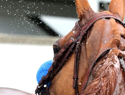 Notes, Quotes & Photos From G3 Winning Colors Stakes: Usha
