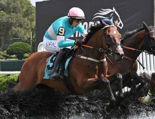 NYRA Barn Notes: Jimmy P Returns in Wednesday’s G1 Beverly R. Steinman Steeplechase