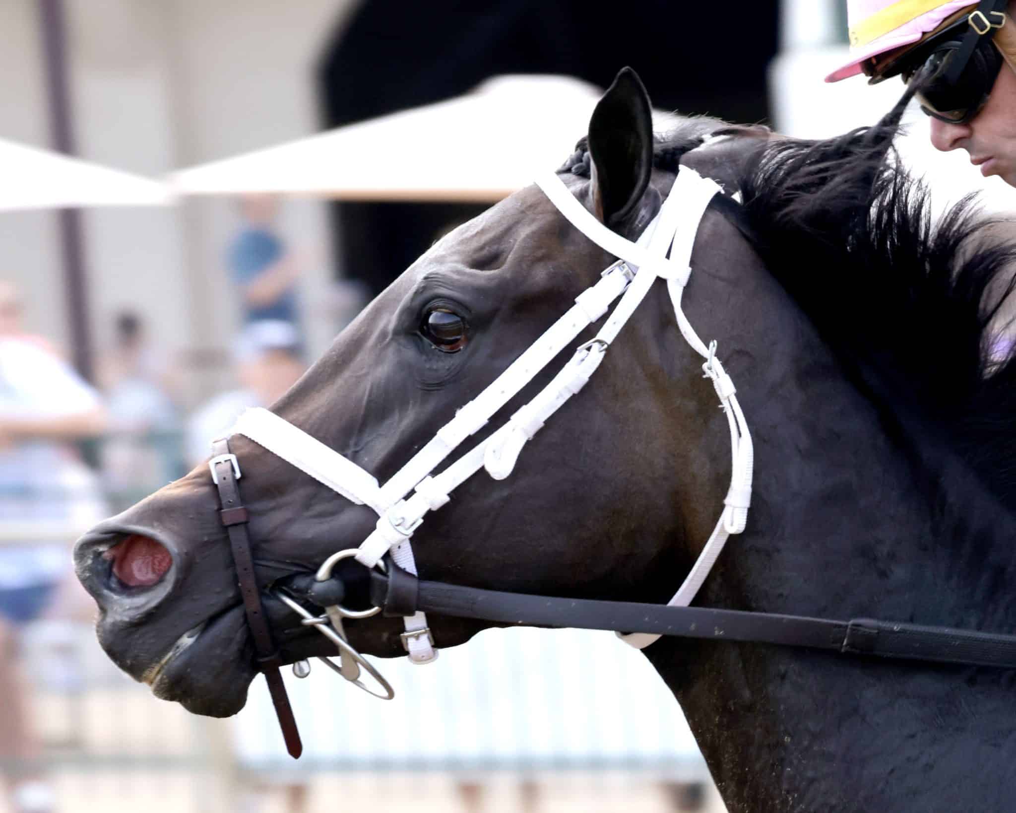 Ellis Park Derby Day: Through the Eyes & Lens(es) of Coady Media